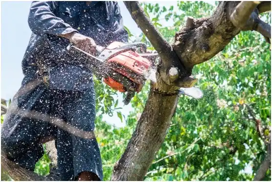 tree services Goodlettsville
